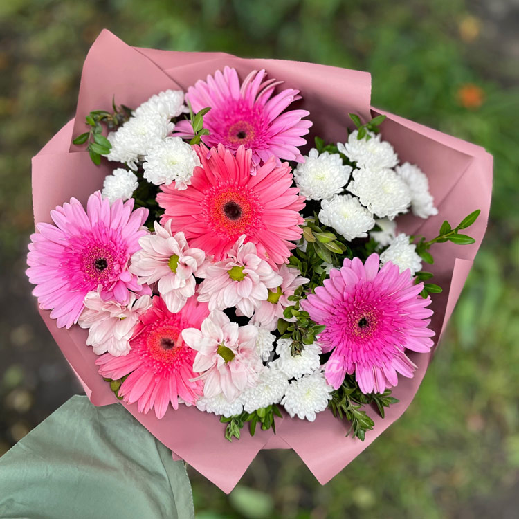 5 розовых гербер