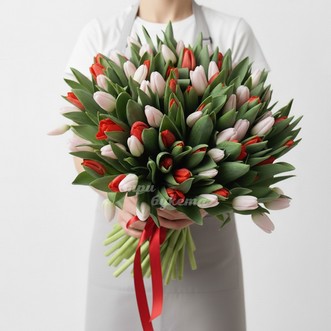 101 красный и белый тюльпан