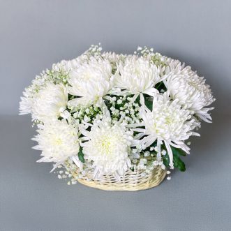 korzina-belyh-hrizantem-s-gipsofiloj